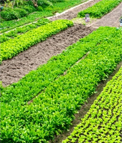 Vegetable field irrigation